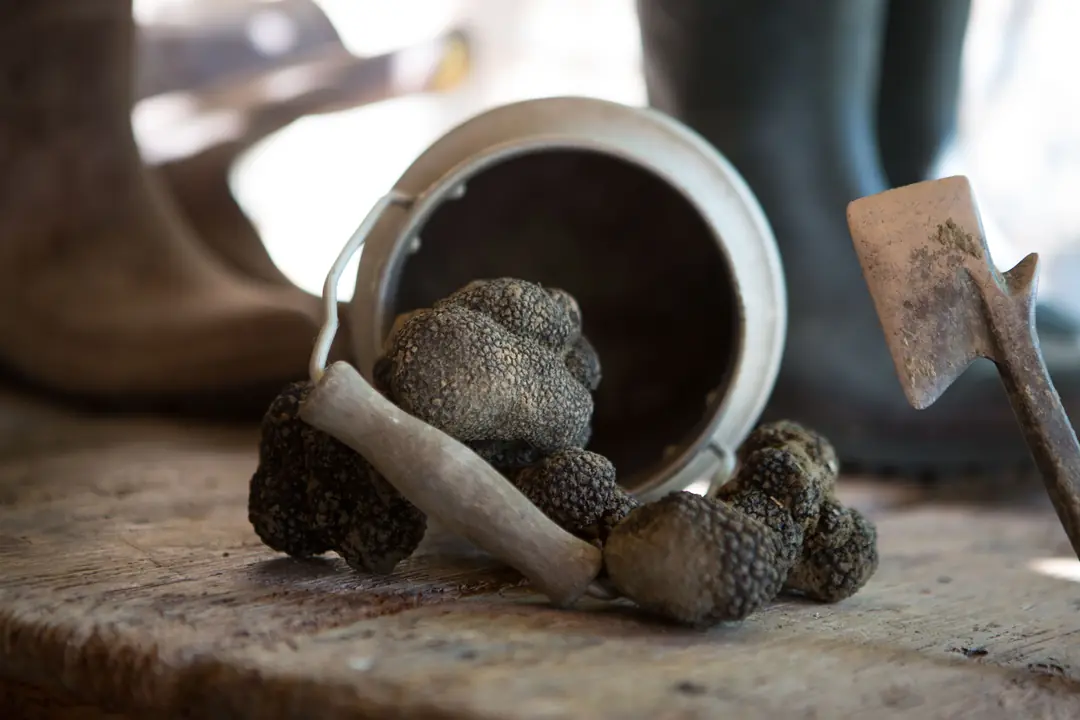 Tartufo Nero appena cavato