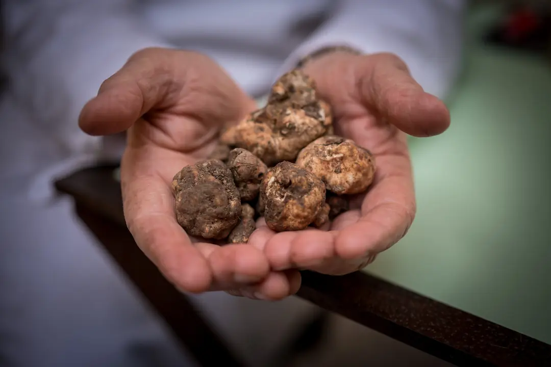 Tartufi appena scelti, nelle mani del Sommelier